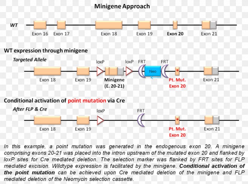 Gene Targeting Minigene Point Mutation Cre-Lox Recombination, PNG, 1024x761px, Gene Targeting, Area, Chromosomal Inversion, Conditional Gene Knockout, Crelox Recombination Download Free