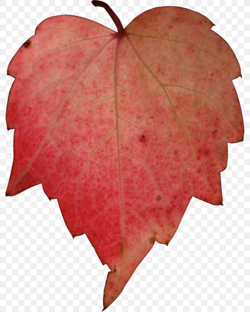 Autumn Desktop Wallpaper Maple Leaf, PNG, 784x1020px, Autumn, Art, Autumn Leaf Color, Color, Deviantart Download Free