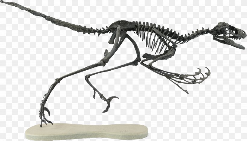 Bambiraptor Velociraptor Two Medicine Formation Late Cretaceous Theropods, PNG, 4000x2281px, Bambiraptor, Animal Figure, Black And White, Campanian, Carnivora Download Free