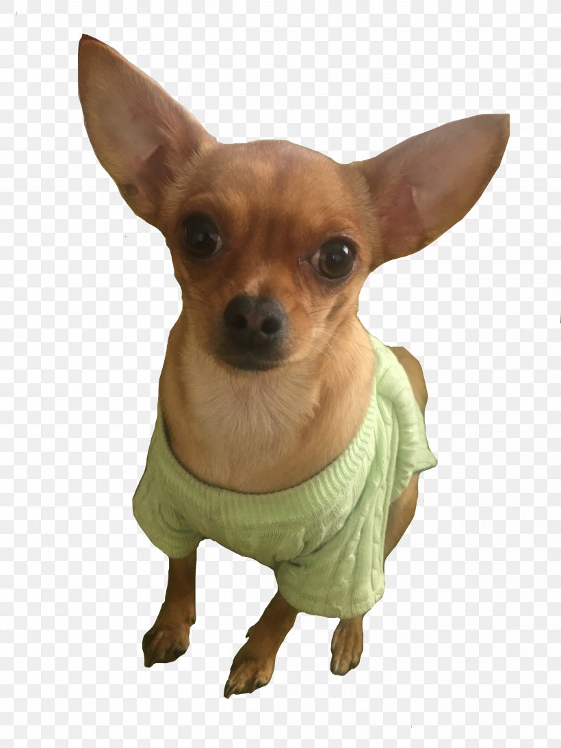 Chihuahua Russkiy Toy Prague Ratter Puppy Dog Breed, PNG, 2508x3344px, Chihuahua, Animal, Breed, Carnivoran, Companion Dog Download Free