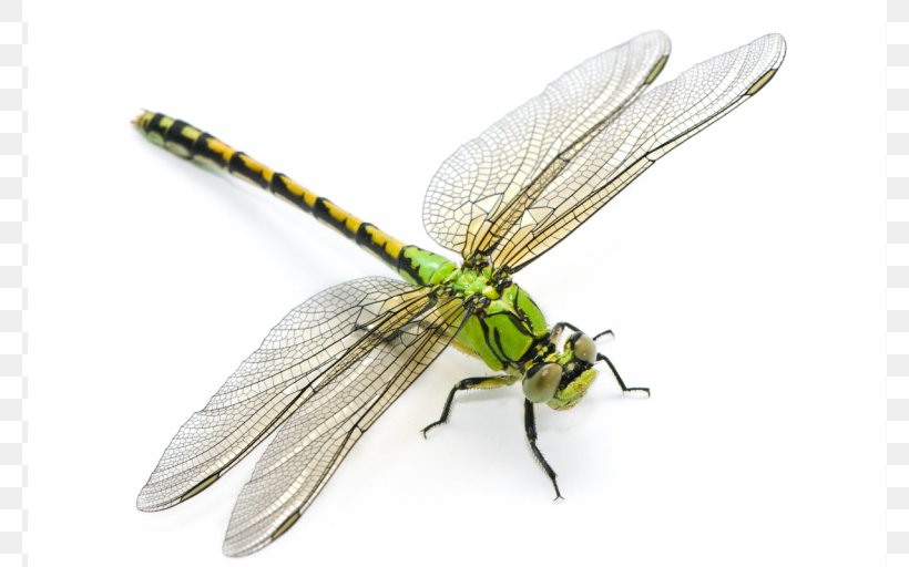 Dragonfly Ophiogomphus Cecilia Stock Photography Desktop Wallpaper, PNG, 1280x800px, Dragonfly, Arthropod, Common Hawker, Damselfly, Dragonflies And Damseflies Download Free