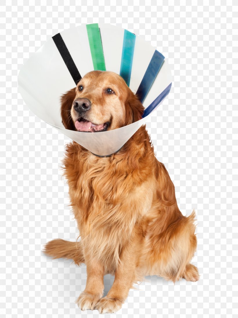 Golden Retriever Cat Elizabethan Collar Necklace Veterinarian, PNG, 1000x1333px, Golden Retriever, Animal, Carnivoran, Cat, Clothing Accessories Download Free