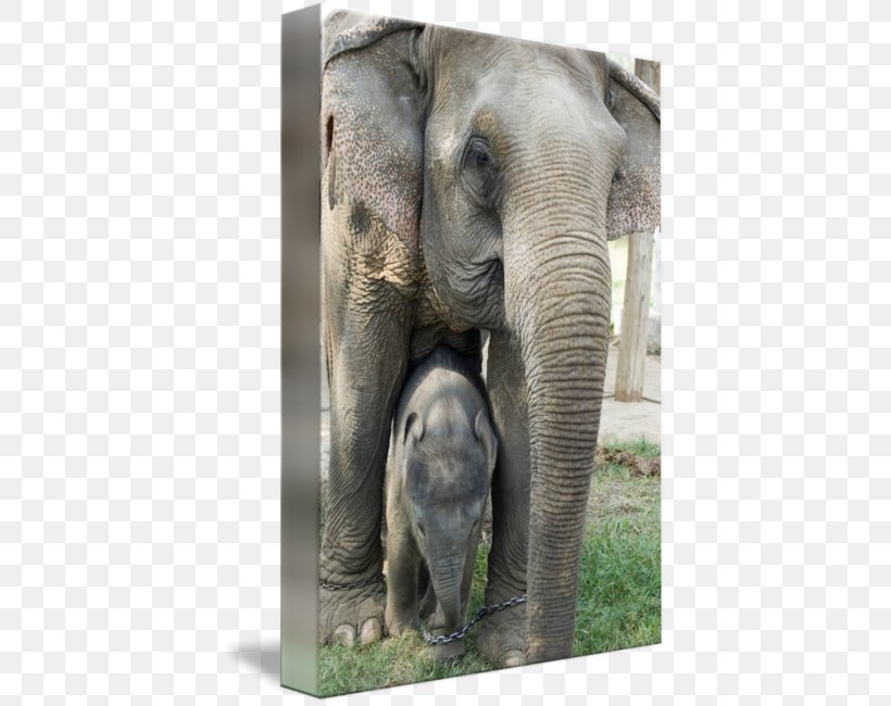 Indian Elephant African Elephant Tusk Gallery Wrap Elephants In Thailand, PNG, 409x650px, Indian Elephant, African Elephant, Animal, Art, Canvas Download Free