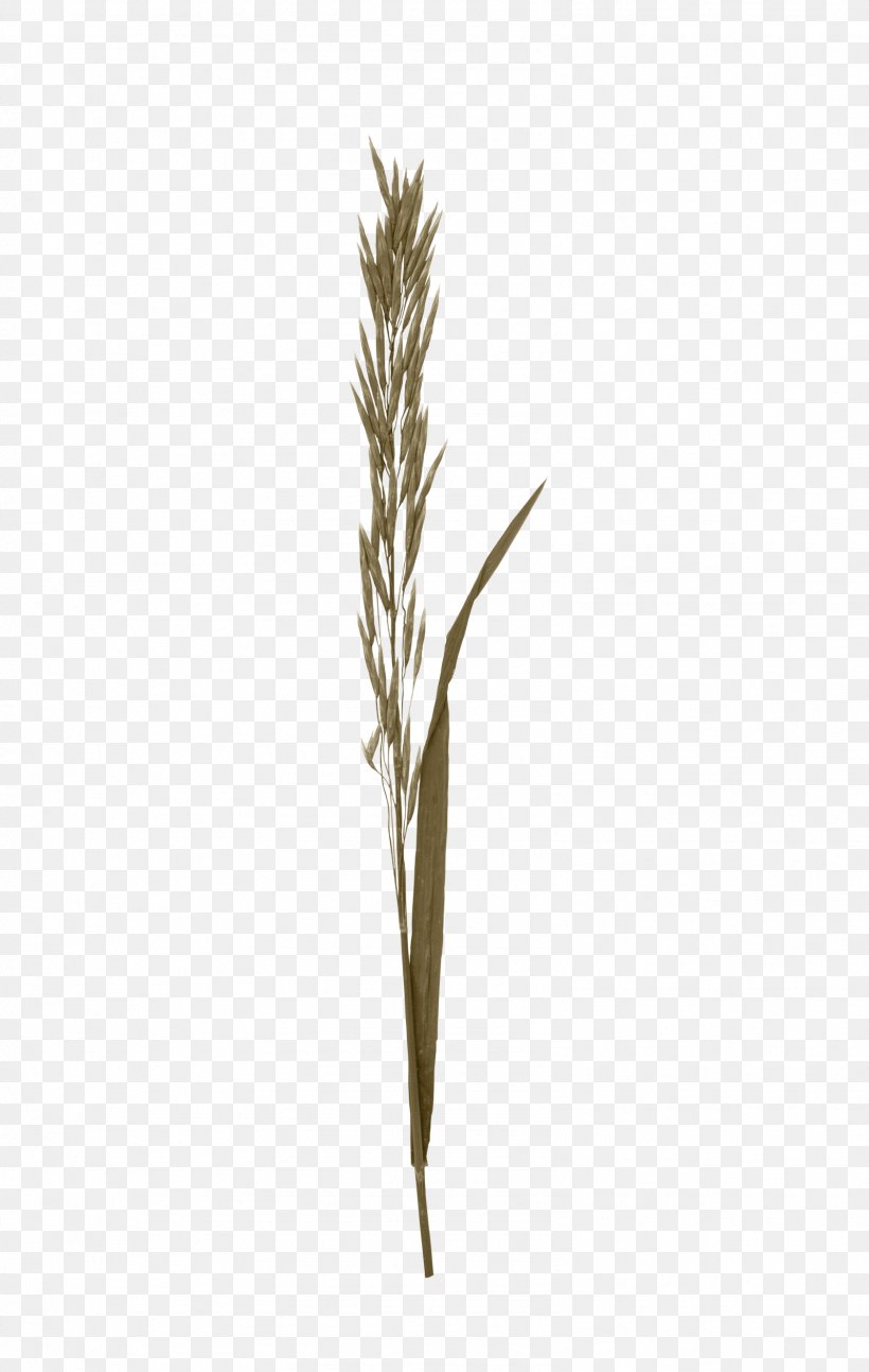 Twig, PNG, 1597x2519px, Twig, Branch, Grass, Grass Family, Plant Stem Download Free