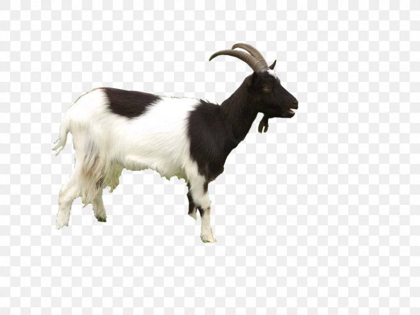 Black Bengal Goat Sheep, PNG, 1024x768px, Jamnapari Goat, Animal, Black Bengal Goat, Cow Goat Family, Feral Goat Download Free