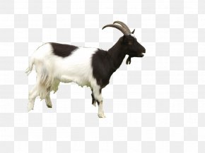 goat png images