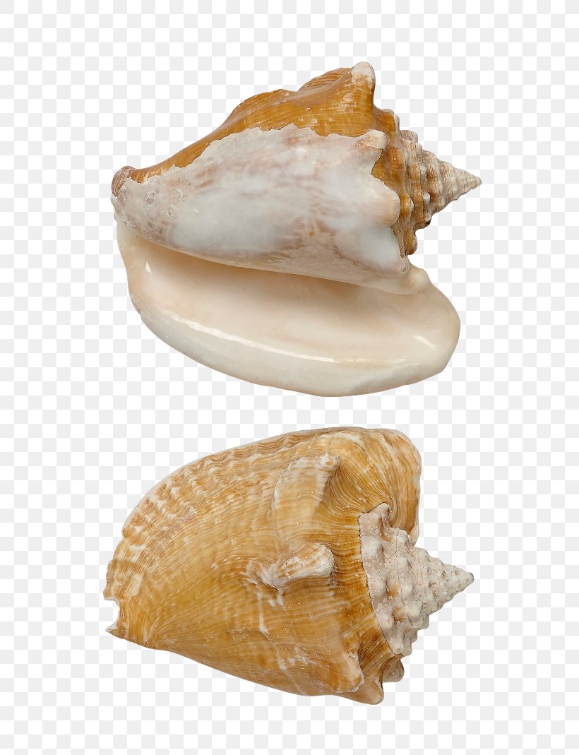 Cockle Seashell Conchology Milk, PNG, 680x1069px, Cockle, Clam, Clams Oysters Mussels And Scallops, Conch, Conchology Download Free