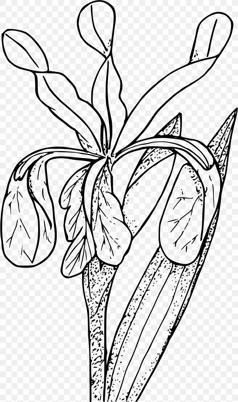 Coloring Book Line Art Iris Flower, PNG, 1420x2400px, Coloring Book, Art, Artwork, Black And White, Butterfly Download Free