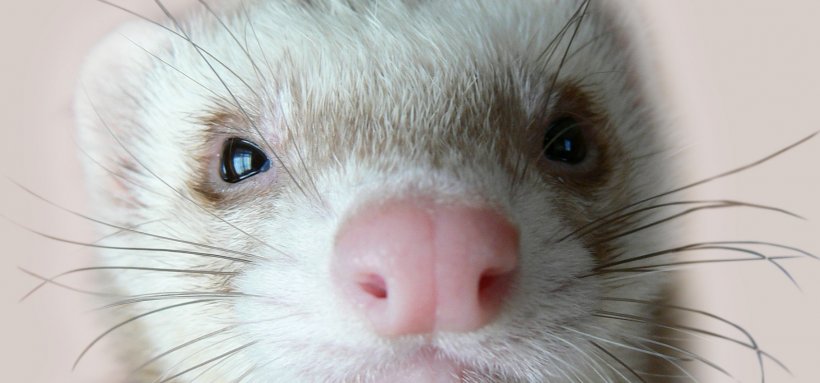 Ferret Puppy Cat Desktop Wallpaper Cuteness, PNG, 1816x850px, Ferret, Adoption, Animal, Carnivoran, Cat Download Free