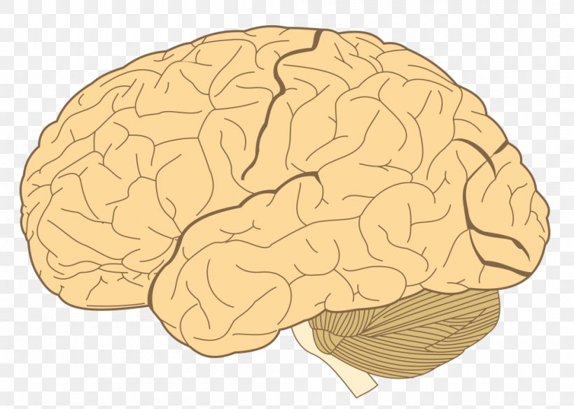 Lobes Of The Brain Parietal Lobe Temporal Lobe Frontal Lobe, PNG, 1000x714px, Watercolor, Cartoon, Flower, Frame, Heart Download Free