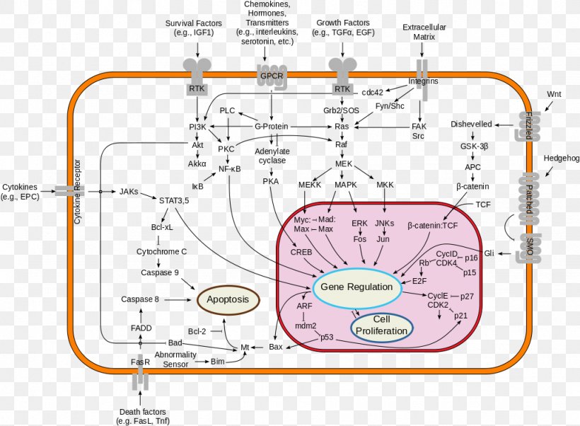 Signal Transduction Cell Signaling Receptor MAPK/ERK Pathway, PNG, 1024x752px, Signal Transduction, Area, Biological Pathway, Biology, Cell Download Free
