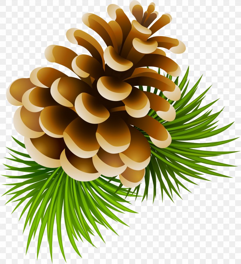 pine cone clipart