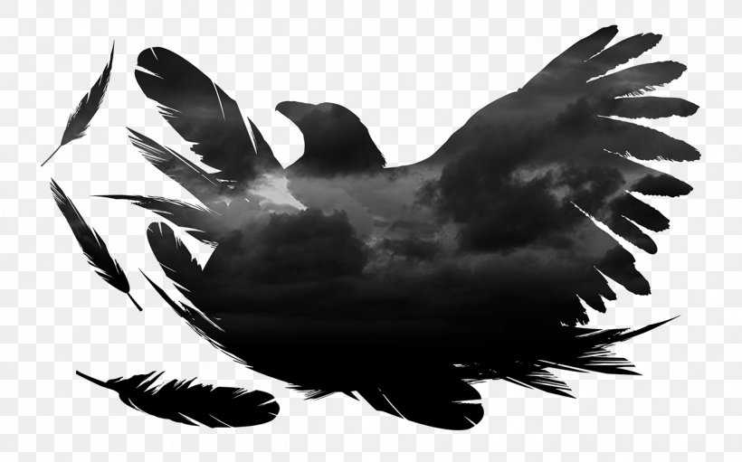 Eagle Water Bird Beak Wing, PNG, 1309x817px, Eagle, Beak, Bird, Bird Of Prey, Black And White Download Free
