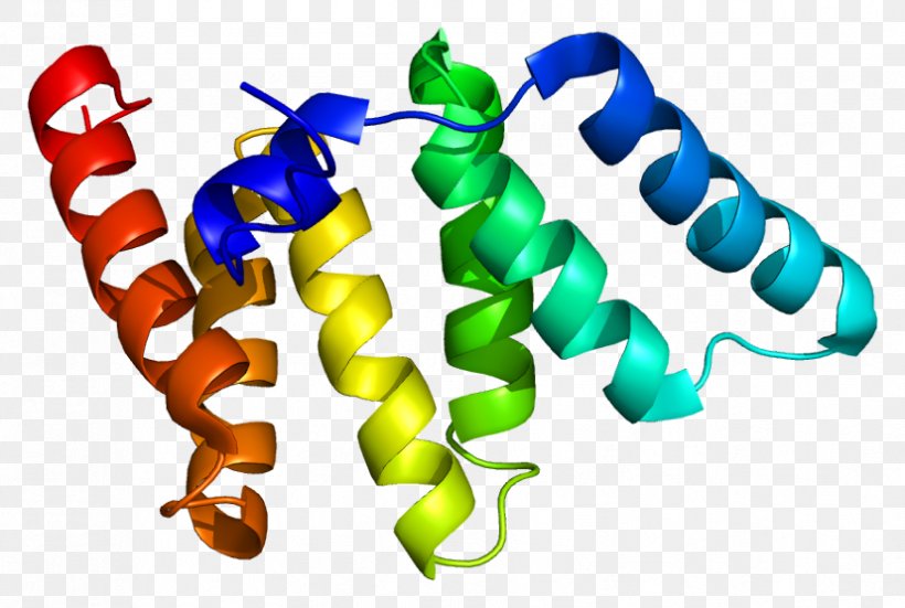 FIS1 Mitochondrial Fission Protein Gene Mitophagy, PNG, 827x556px, Watercolor, Cartoon, Flower, Frame, Heart Download Free