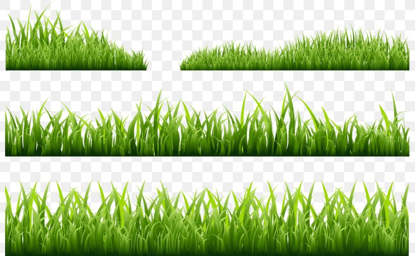 Photography Royalty-free Illustration, PNG, 800x506px, Photography, Commodity, Field, Grass, Grass Family Download Free