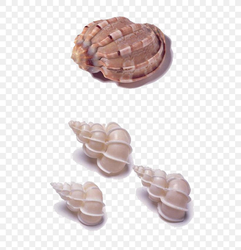Seashell Sea Snail Download, PNG, 596x850px, Seashell, Bonbon, Chocolate, Conch, Helix Download Free