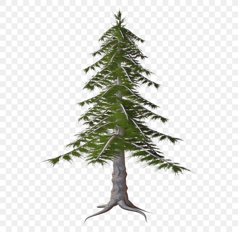 Tree Shortleaf Black Spruce Oregon Pine Plant White Pine, PNG, 591x800px, Tree, Colorado Spruce, Leaf, Lodgepole Pine, Oregon Pine Download Free
