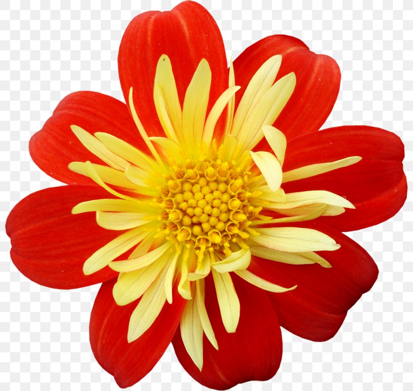 Yellow Red Flower Clip Art, PNG, 800x777px, Yellow, Annual Plant, Baby Blue, Blue, Chrysanths Download Free