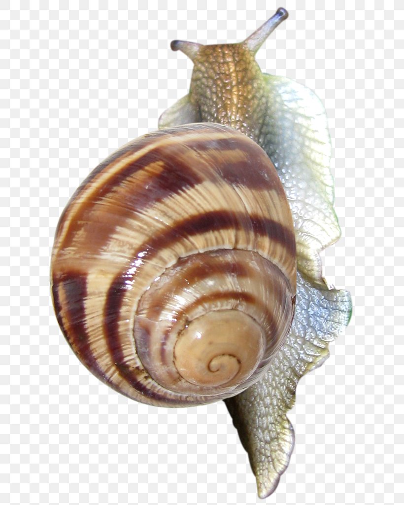 Pond Snails Clip Art, PNG, 641x1024px, Pond Snails, Cockle, Conchology, Escargot, Gastropods Download Free