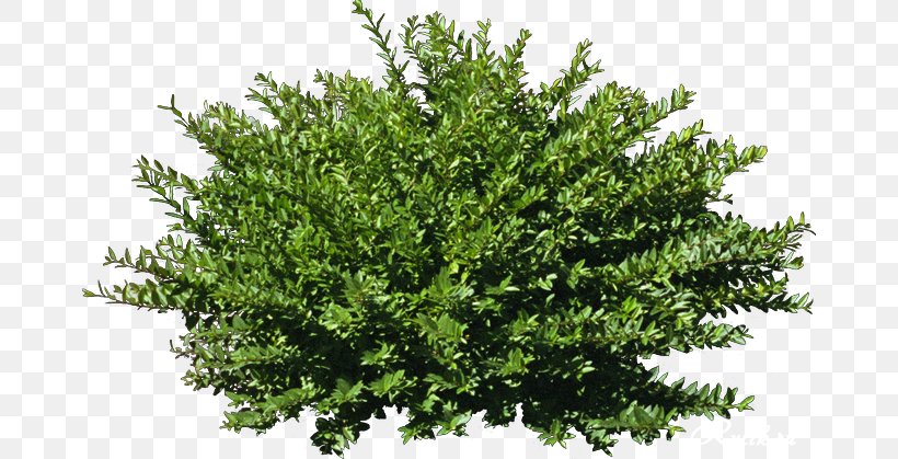 Shrub Tree Stock Photography, PNG, 670x419px, Shrub, Branch, Conifer, Data, Drawing Download Free