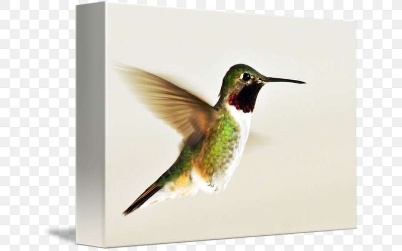 Broad-tailed Hummingbird Gallery Wrap Canvas Flight, PNG, 650x513px, Hummingbird, Art, Beak, Bird, Broadtailed Hummingbird Download Free