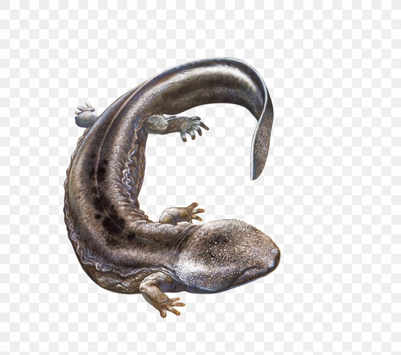 Chinese Giant Salamander Japanese Giant Salamander, PNG, 1701x1510px, Salamander, Amphibian, Andrias, Animal, Chinese Giant Salamander Download Free