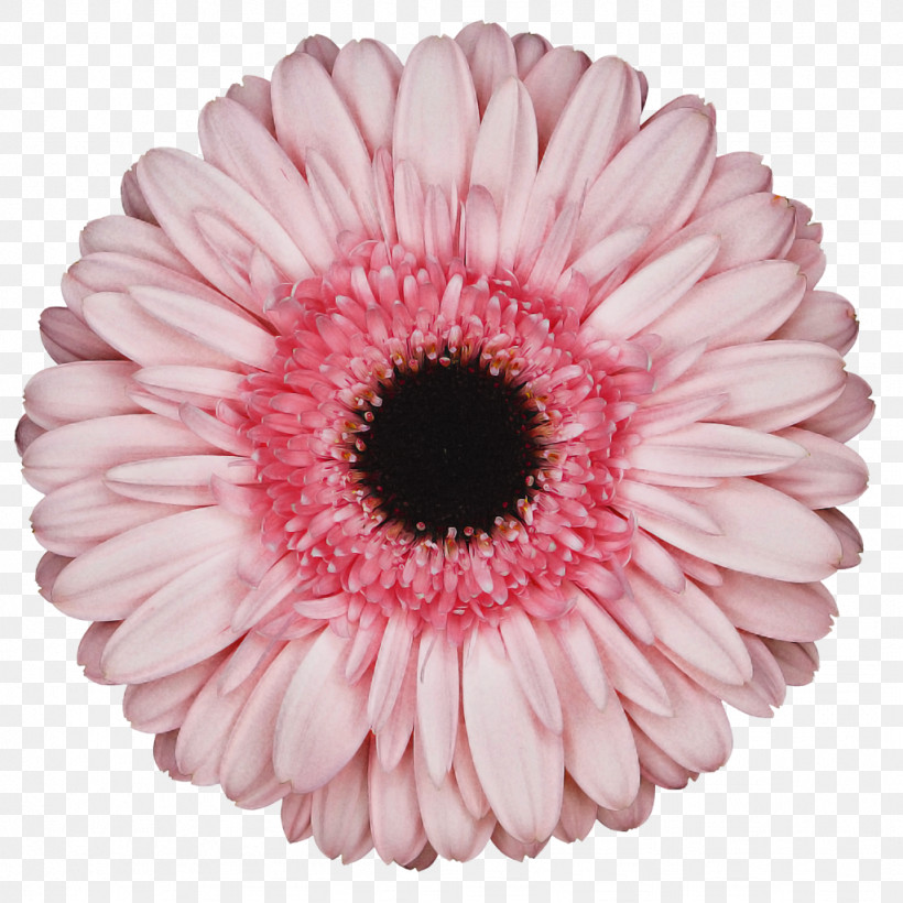 Flower Bouquet, PNG, 1024x1024px, Transvaal Daisy, Color, Cut Flowers, Floristry, Flower Download Free