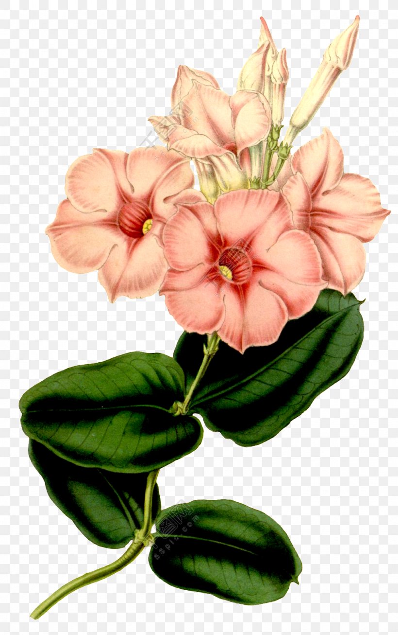 Flower Floral Design Image Painting, PNG, 1024x1632px, Flower, Anthurium, Azalea, Botany, Bouquet Download Free