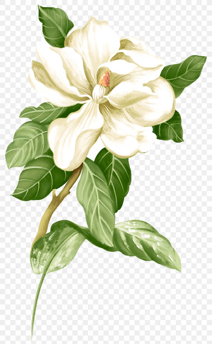 Painted White Jasmine Picture Material, PNG, 999x1624px, Flower, Botanical Illustration, Branch, Canvas, Color Download Free