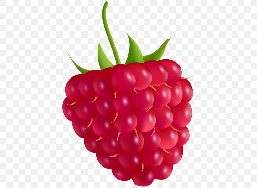 Raspberry Clip Art Image Vector Graphics, PNG, 429x600px, Raspberry, Auglis, Berry, Cherry, Cranberry Download Free