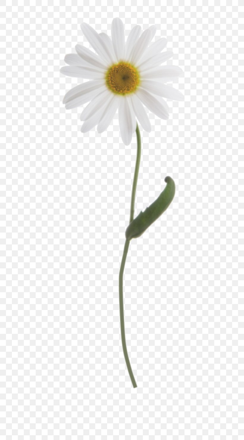 Common Daisy Oxeye Daisy Plant Stem, PNG, 566x1476px, Common Daisy, Chamaemelum Nobile, Chamomile, Daisy, Daisy Family Download Free