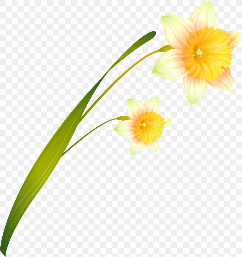 Daffodil Cut Flowers Russia, PNG, 4213x4472px, Daffodil, Amaryllis Family, Archive File, Author, Cut Flowers Download Free