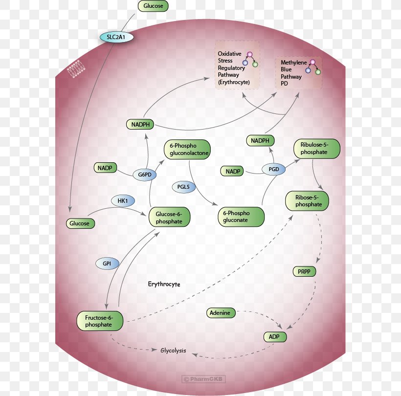 Pentose Phosphate Pathway Red Blood Cell Metabolic Pathway Glycolysis, PNG, 594x810px, 6phosphogluconic Acid, Pentose Phosphate Pathway, Blood, Blood Cell, Carbohydrate Metabolism Download Free