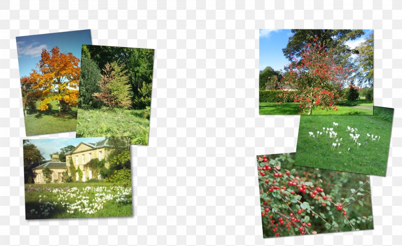 Tree Garden Nature Ecosystem Shrub, PNG, 2000x1225px, Tree, Ecosystem, Flora, Garden, Grass Download Free