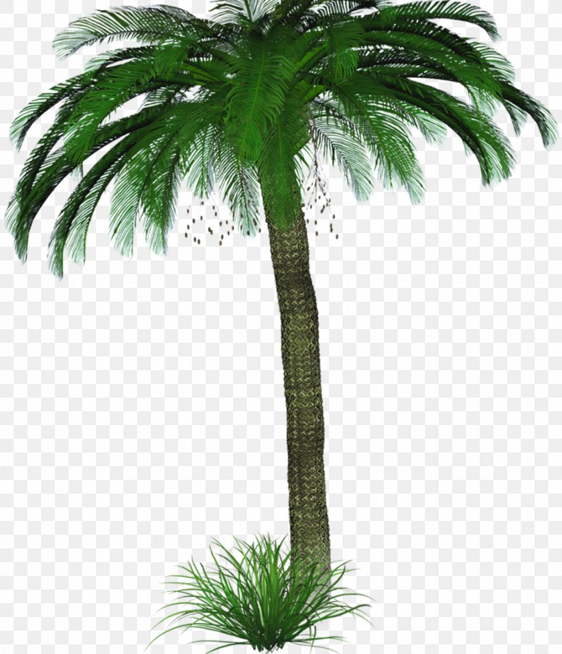 Asian Palmyra Palm Coconut Palm Trees GIF, PNG, 928x1080px, Asian Palmyra Palm, Arecales, Attalea Speciosa, Babassu, Borassus Download Free