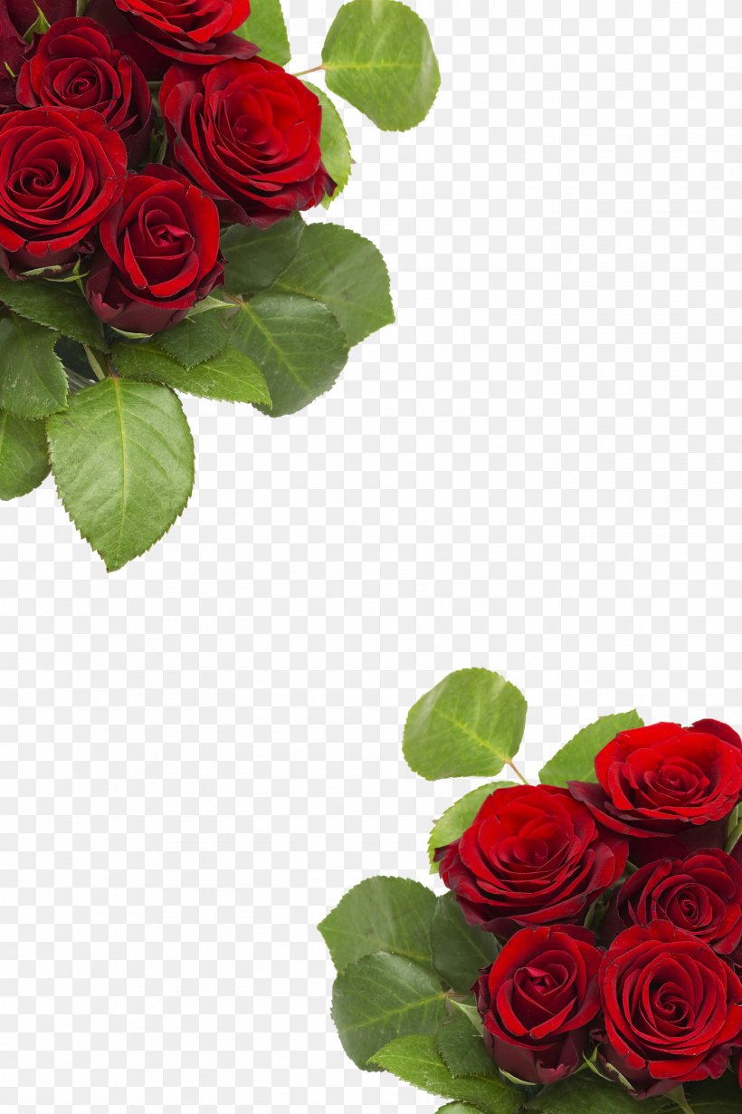 Garden Roses Centifolia Roses Beach Rose Flower, PNG, 1400x2100px, Garden Roses, Artificial Flower, Beach Rose, Centifolia Roses, Cut Flowers Download Free