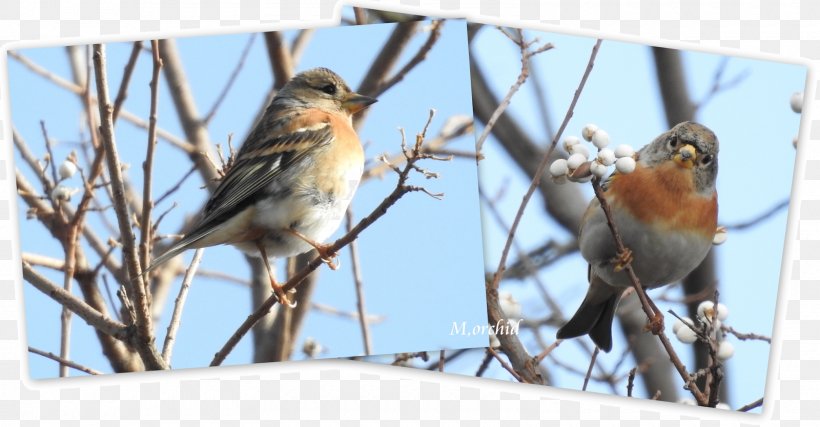 House Sparrow Finch Wren American Sparrows, PNG, 1600x835px, House Sparrow, American Sparrows, Beak, Bird, Branch Download Free