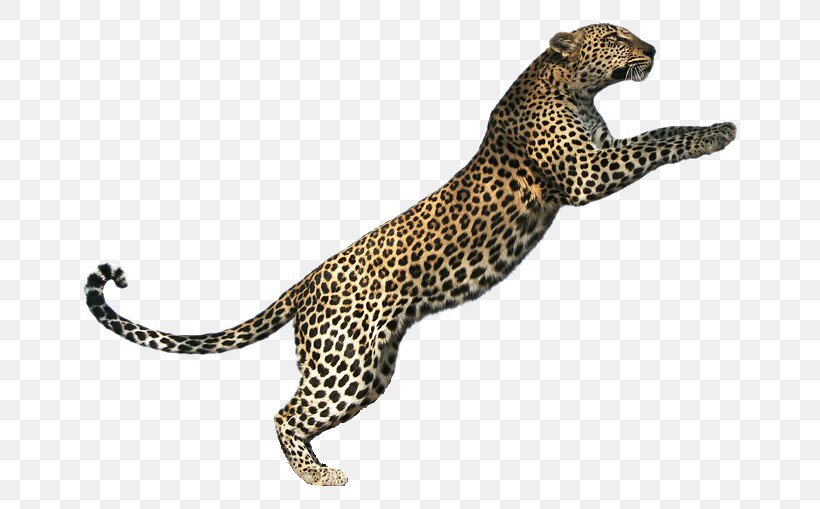Tiger Lion Jaguar Cheetah Cat, PNG, 711x509px, Tiger, Amur Leopard, Animal, Big Cats, Biting Download Free