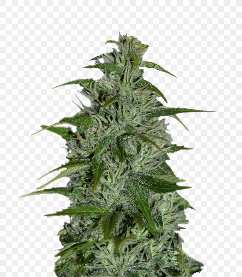 Cannabis Marijuana Seed Момент Cultivar, PNG, 1399x1600px, Cannabis, Cultivar, Dutch, Dutch People, Hemp Download Free