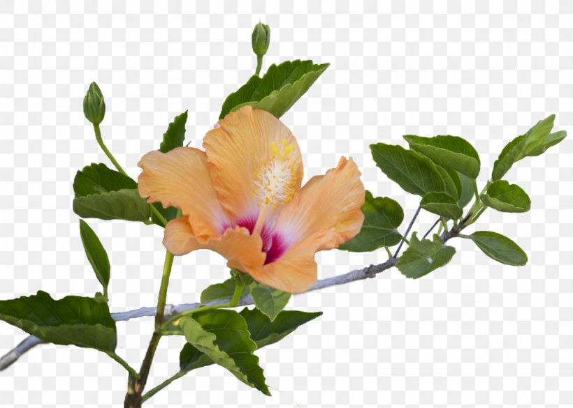 Hibiscus Flower Leaf Clip Art, PNG, 1024x731px, Hibiscus, Abelmoschus Manihot, Annual Plant, Branch, Bud Download Free
