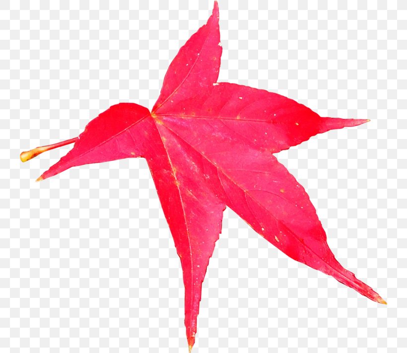 Maple Leaf, PNG, 740x711px, Maple Leaf, Leaf, Maple, Maple Tree, Plant Download Free