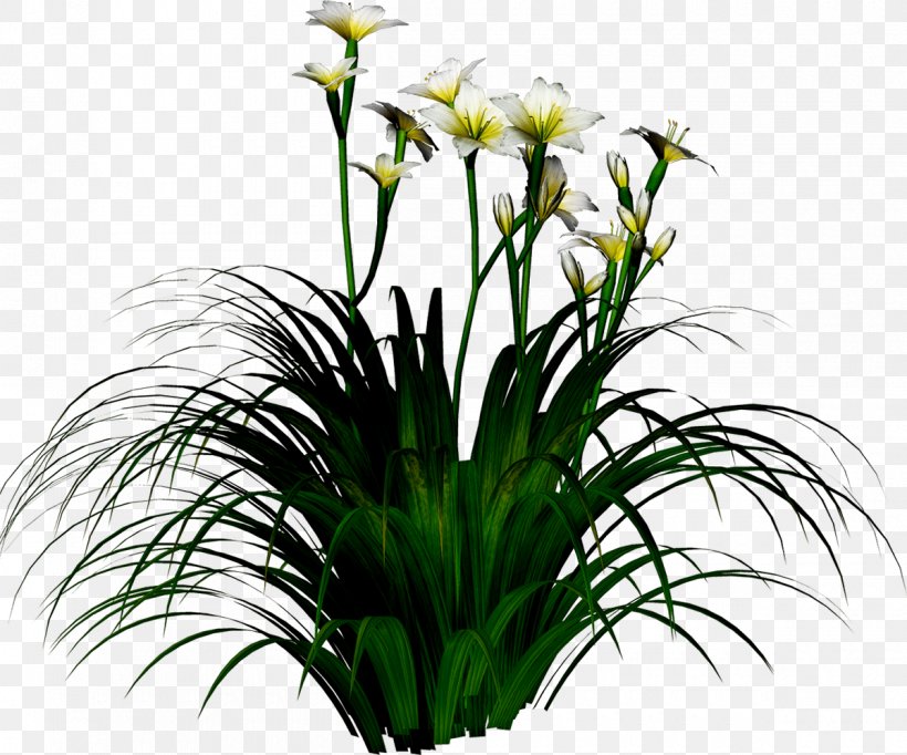 Narcissus Tazetta Flower, PNG, 1200x999px, Narcissus Tazetta, Aquarium Decor, Cut Flowers, Daffodil, Flora Download Free