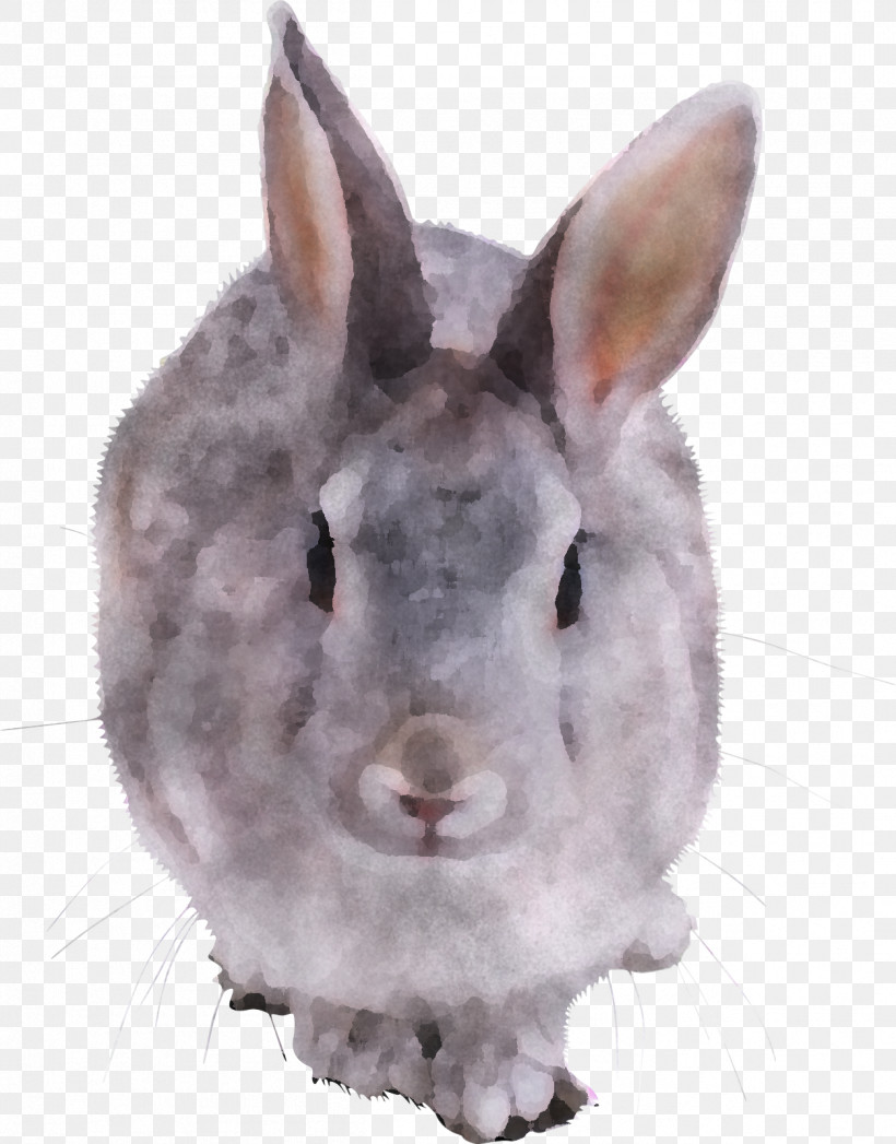 Rabbit Rabbits And Hares Snout Nose Hare, PNG, 1253x1600px, Rabbit, Brown, Ear, Hare, Nose Download Free
