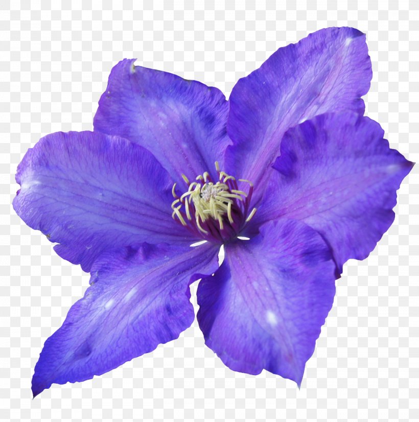 Flower Violet Purple Petal, PNG, 1312x1322px, Flower, Bellflower Family, Blue, Clematis, Color Download Free