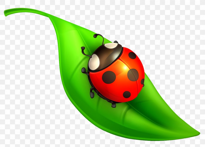 Insect Seven-spot Ladybird Clip Art, PNG, 1168x842px, Insect, Beetle, Coccinella, Invertebrate, Ladybird Download Free