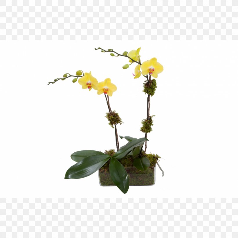Moth Orchids Flowerpot Dendrobium Cut Flowers, PNG, 1000x1000px, Moth Orchids, Artificial Flower, Branch, Cut Flowers, Dendrobium Download Free