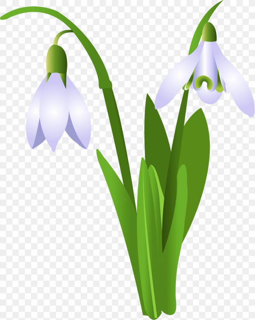 Snowdrop Flower Clip Art, PNG, 1023x1280px, Snowdrop, Amaryllis Family, Benzersiz, Data, Digital Image Download Free