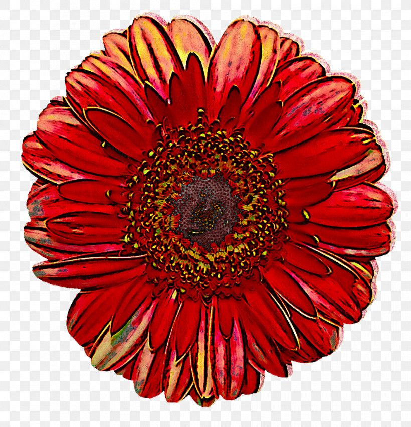 Transvaal Daisy Chrysanthemum Floristry Cut Flowers Dahlia, PNG, 992x1030px, Transvaal Daisy, Chrysanthemum, Cut Flowers, Dahlia, Floristry Download Free