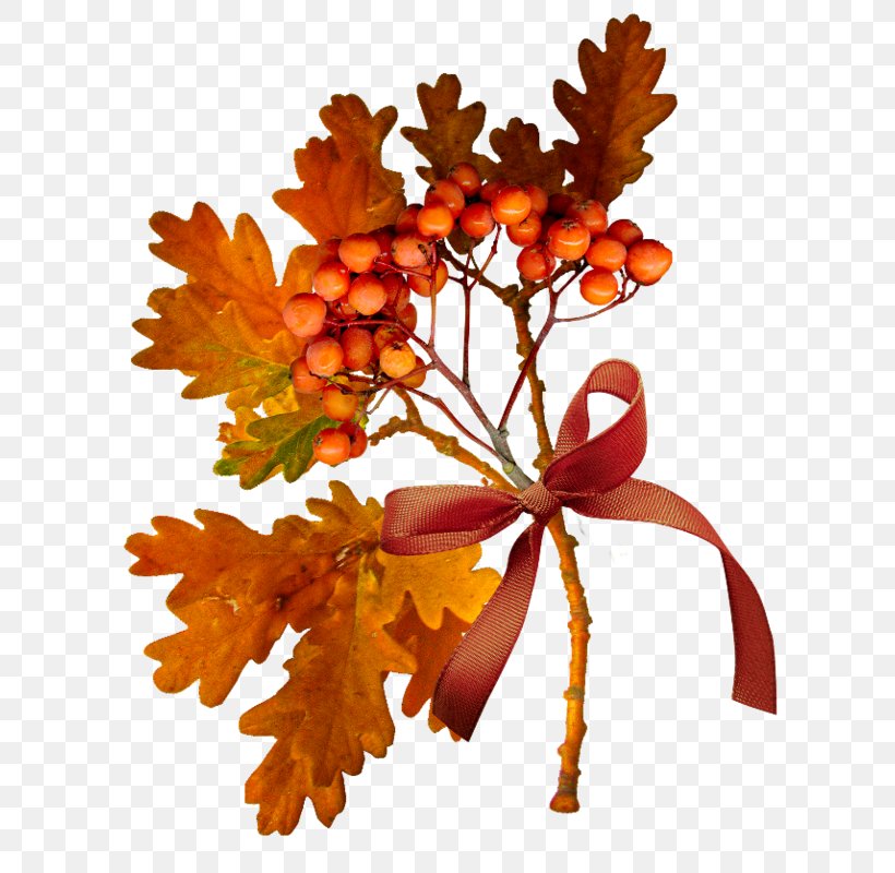 Autumn YouTube Tree Leaf, PNG, 622x800px, Autumn, Branch, Daytime, Flower, Flowering Plant Download Free