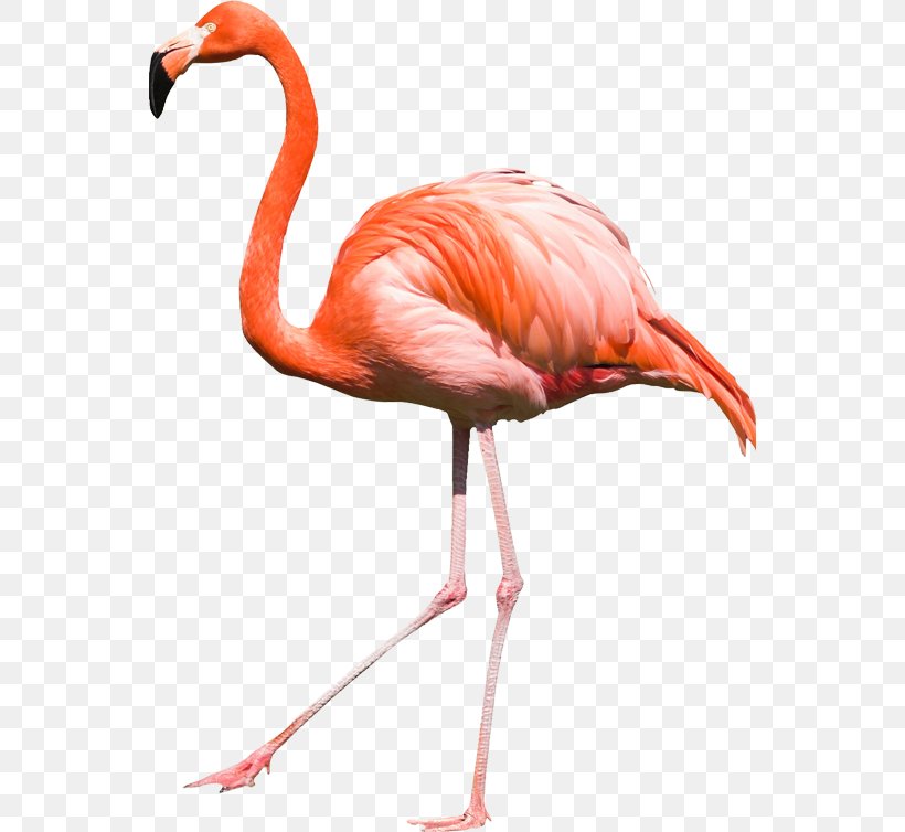 Bird Flamingos, PNG, 550x754px, Flamingo, Beak, Bird, Digital Image, Flamingos Download Free